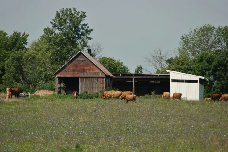 several cows are eating grass near a barn