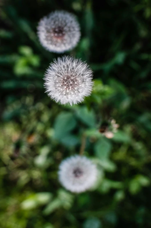 three white flowers with lots of green leaves in the background