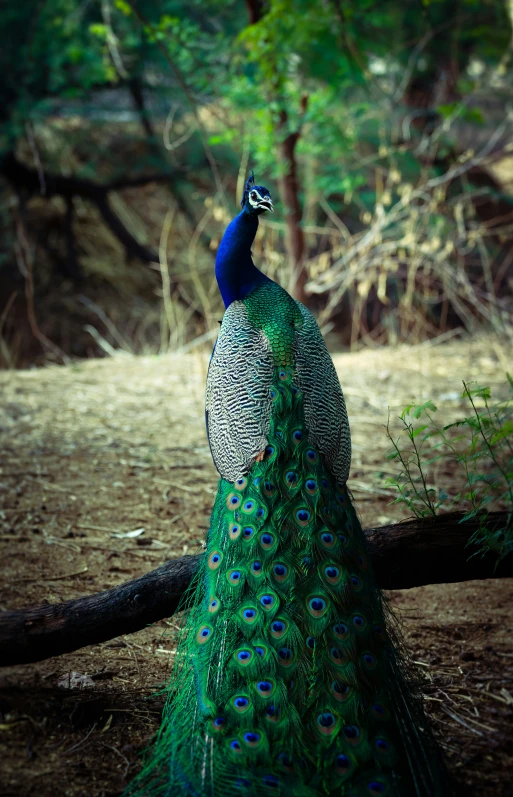 the peacock has feathers on its tail
