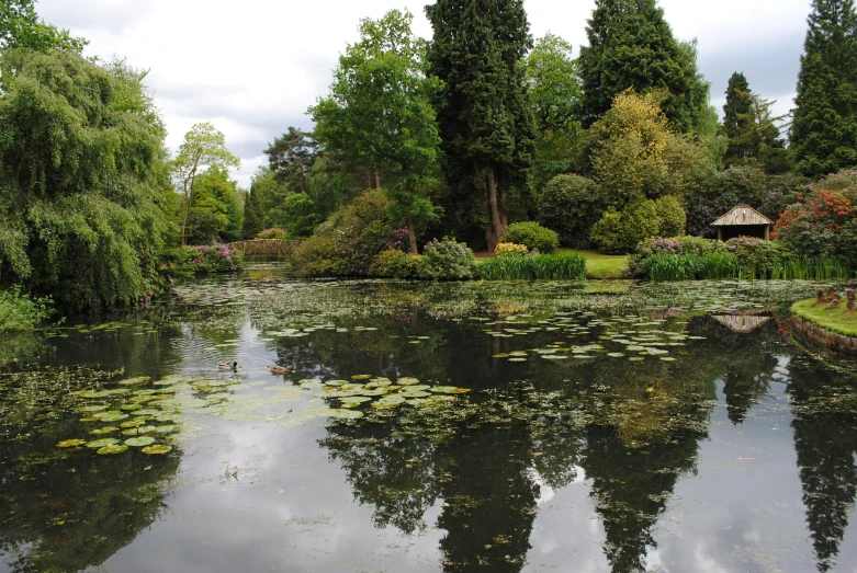 the pond is surrounded by lots of trees and water lilies