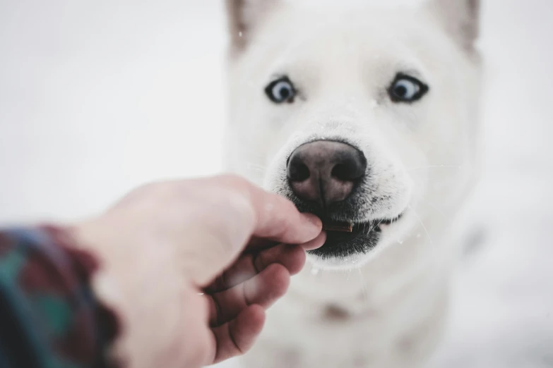 a white dog with blue eyes looking at a persons hand