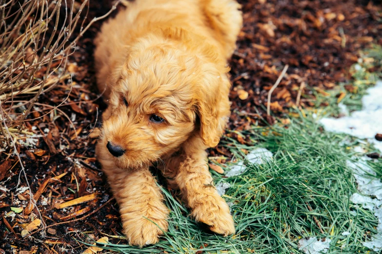 a small golden cocker spaniel puppy on some grass