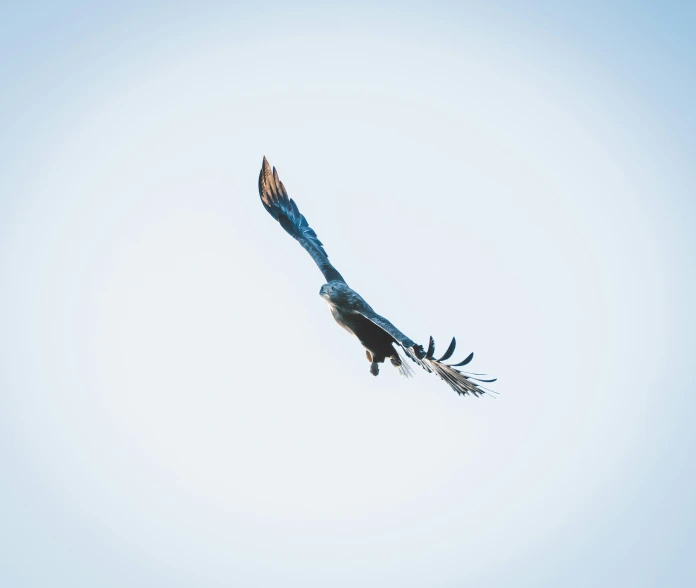 a large blue bird flying through a clear blue sky
