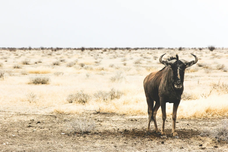 an animal standing on a dry plain in the middle of the day