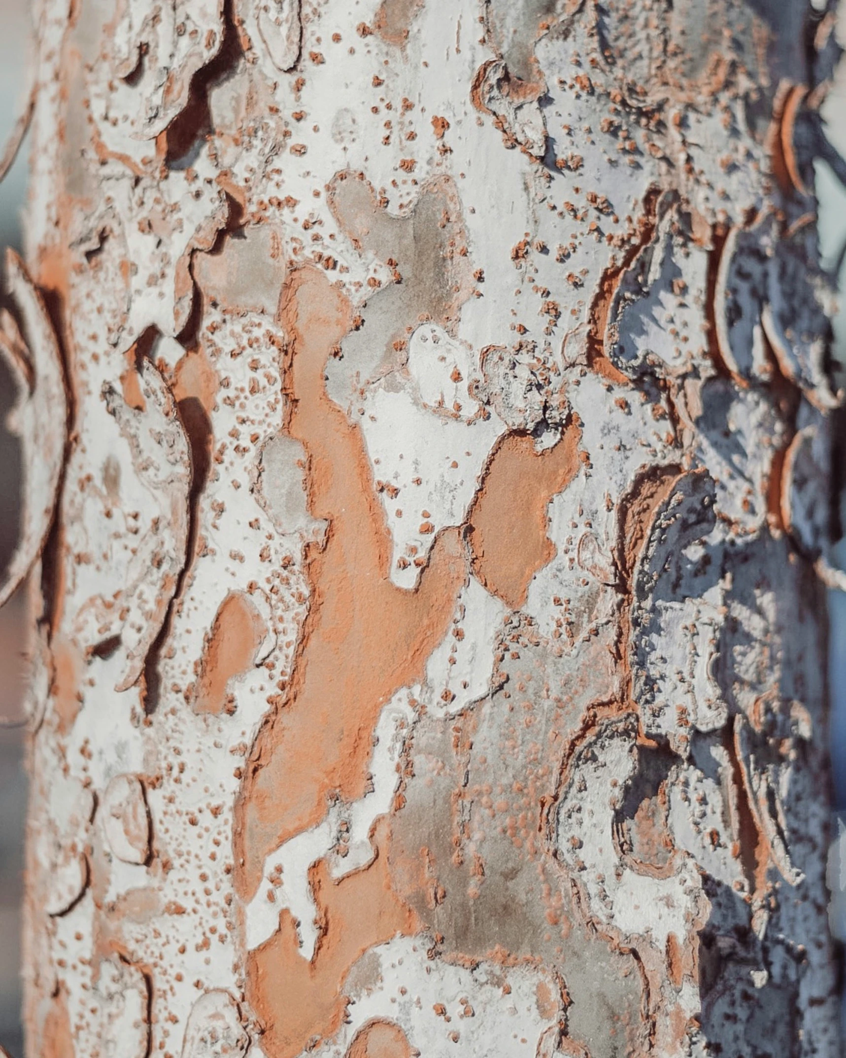 close up of the bark of an orange, tree trunk