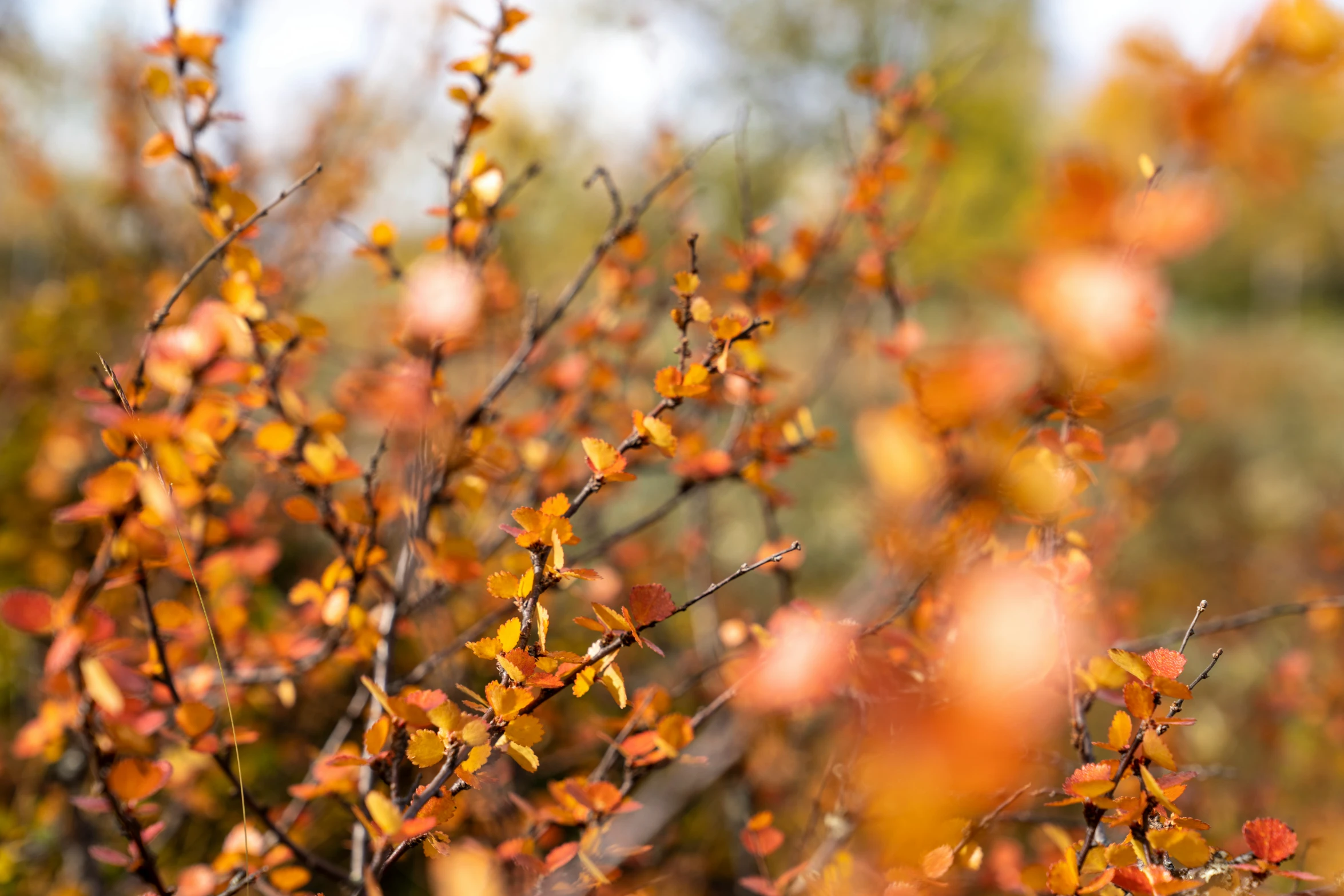 a leafy tree with orange leaves on it