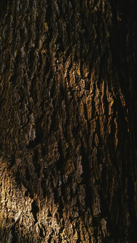 a closeup of the bark and bark of a tree