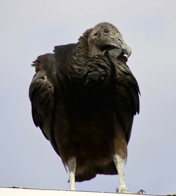 a black bird sitting on the roof looking at the camera