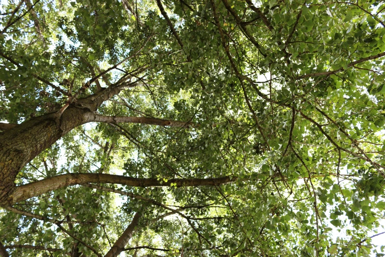 trees that are all green and have yellow tags