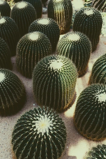 several large green cactus pots on a beach