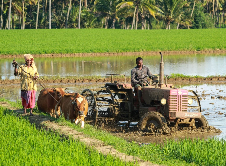 two men standing next to the farm machinery, with a pair of cows behind them