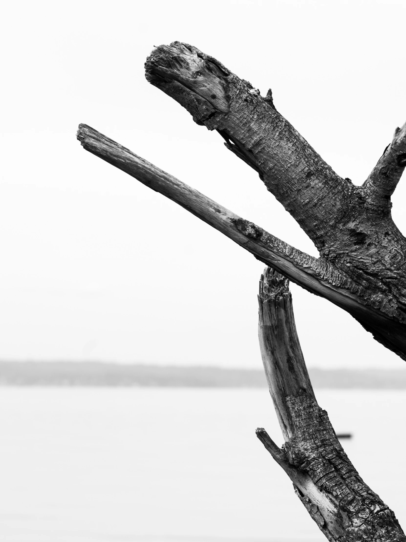 an empty tree nch that is near the ocean