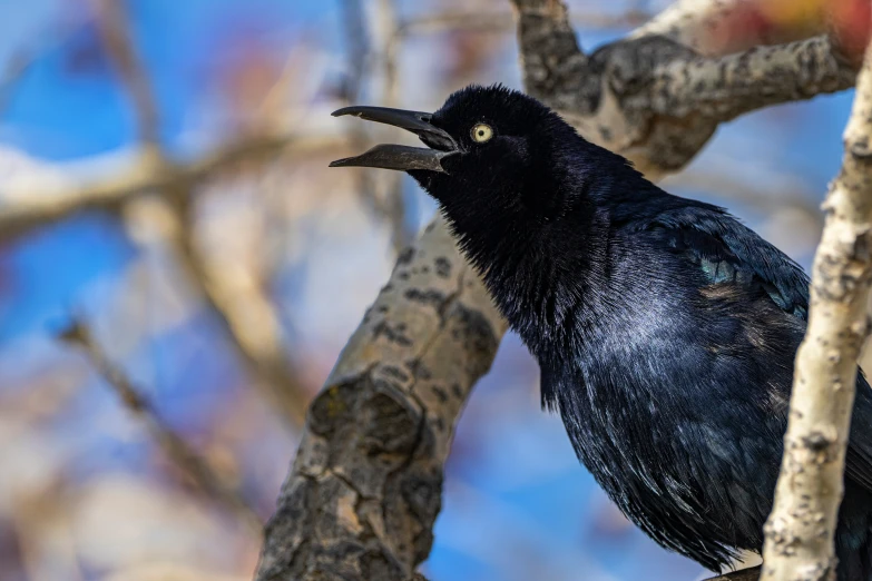 a large black bird perched on the limb of a tree