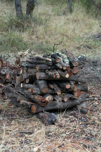 piles of cut wood lying in the grass