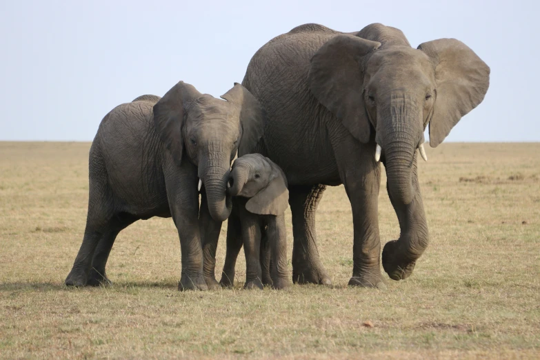 two elephants with their child standing in the grass