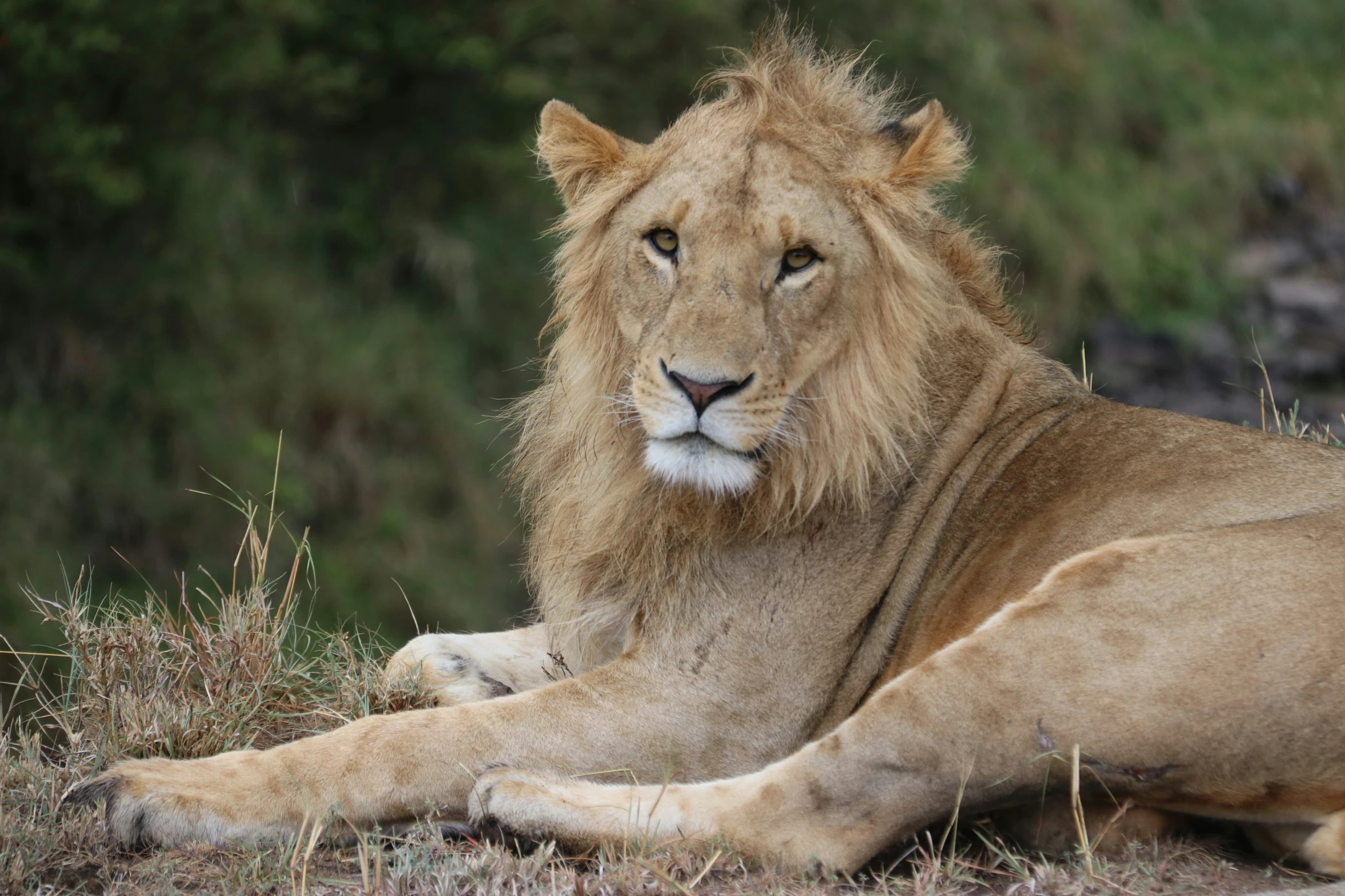 the lion is resting on the ground