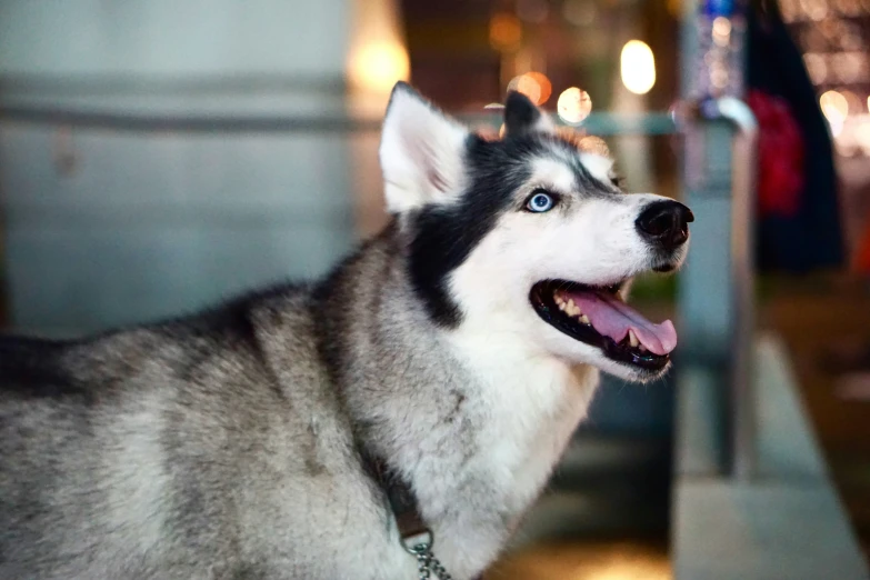 the dog is panting as it looks away from the camera