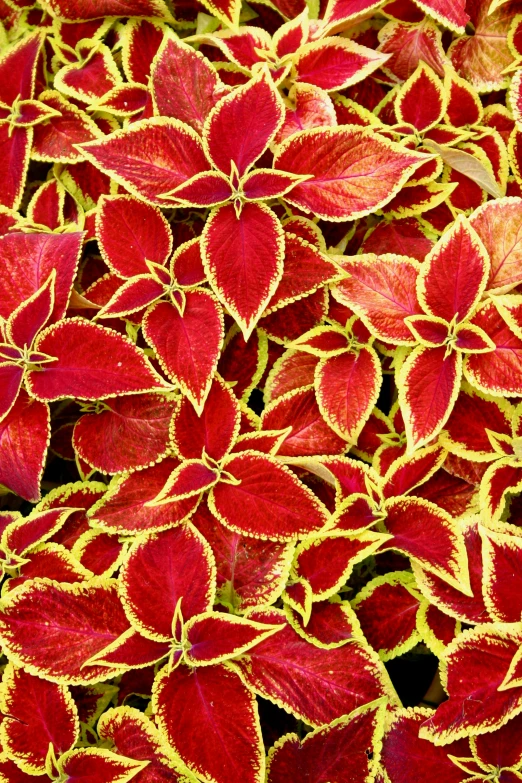 red and yellow foliage is shown in this image