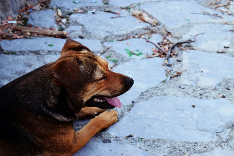 a dog laying down on a sidewalk and yawning