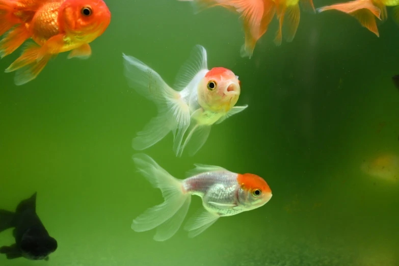 many fish are in a large aquarium with green water