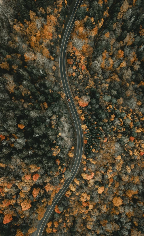 winding road in the middle of forest during autumn