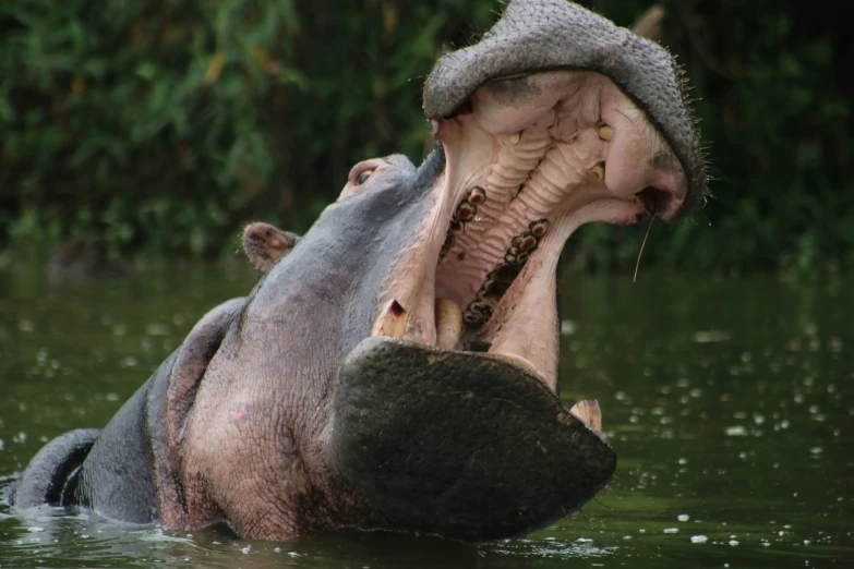 a hippopotamus is in the water showing its mouth open