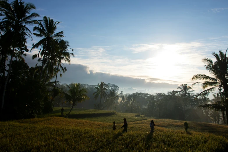 people walk in the grass near some palm trees