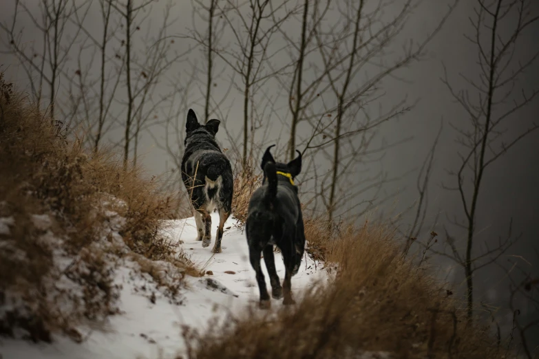 two black dogs running through a snow covered field