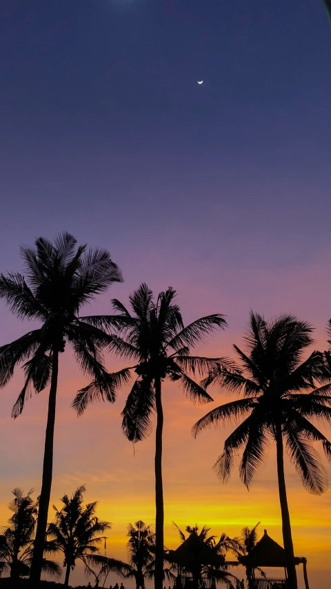 a group of palm trees in front of a colorful sunset