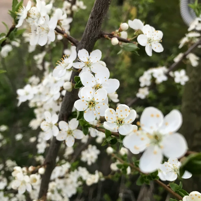 white flowers blooming on a tree next to a metal thing