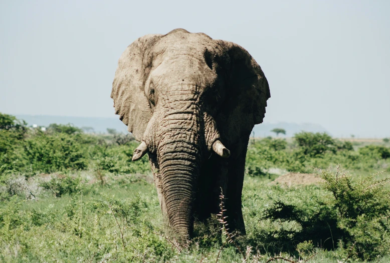 an elephant standing on top of a lush green field