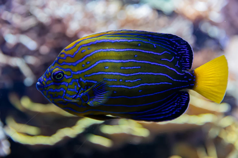 an orange and purple fish in an aquarium