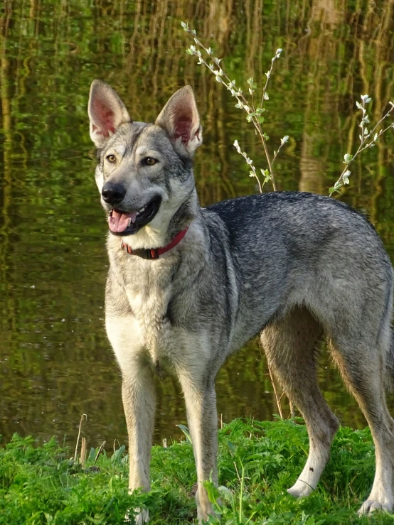 a grey and white dog standing in the grass near water