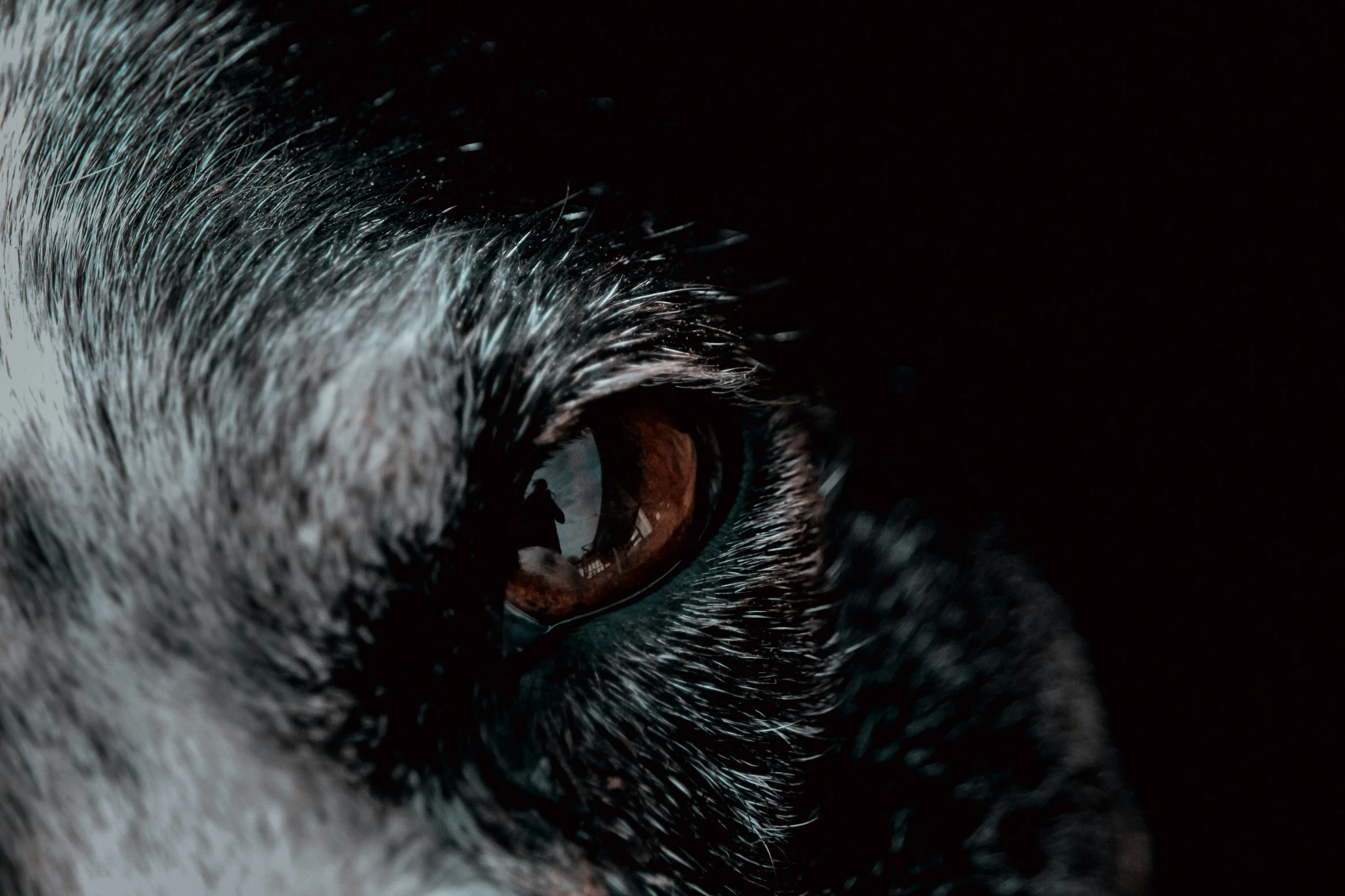 an extreme close up view of the eye of a dog