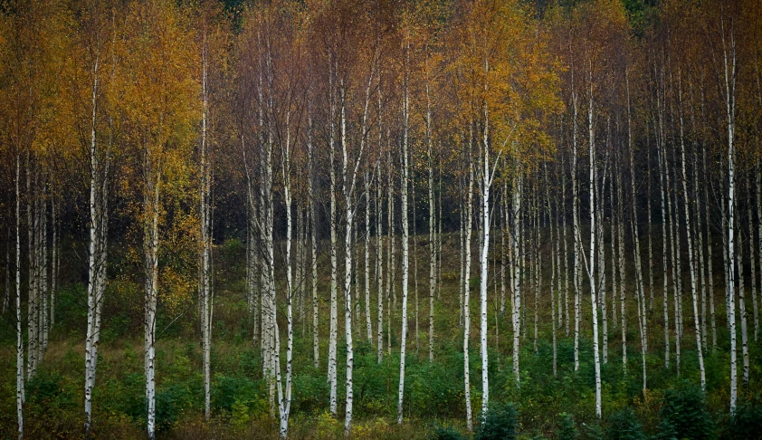 a group of trees standing in the middle of a forest