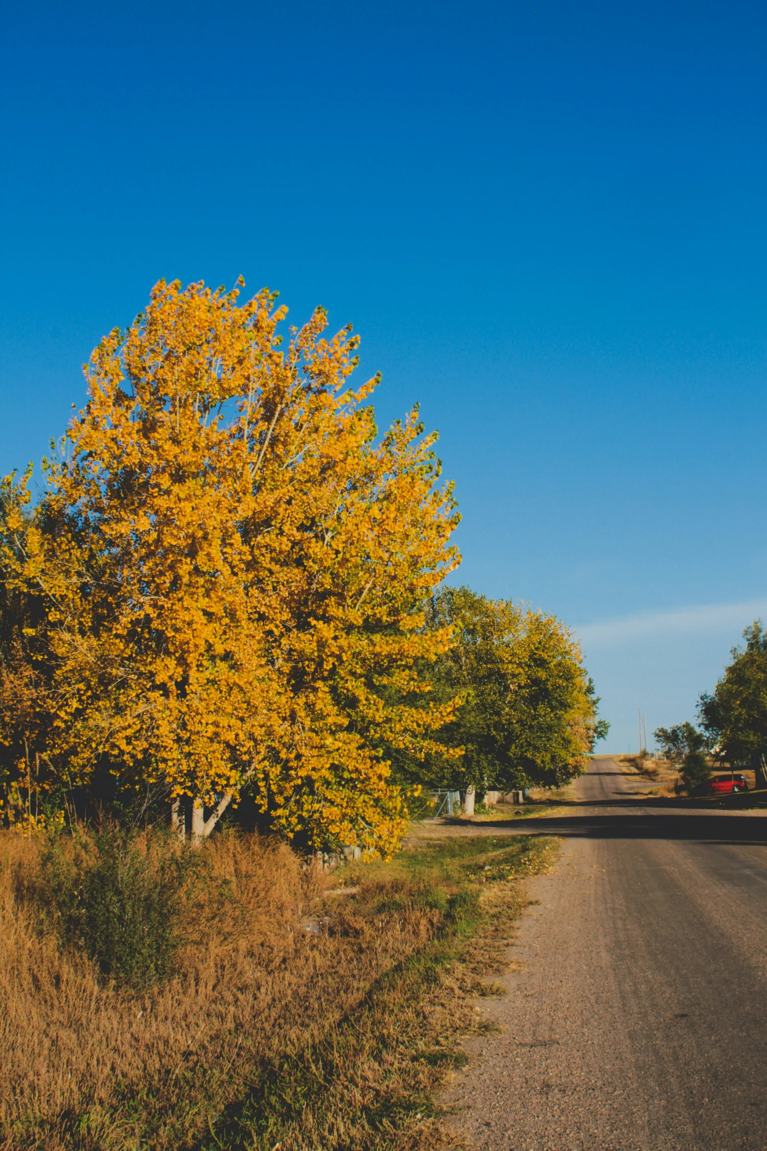 a yellow tree that is on the side of a road