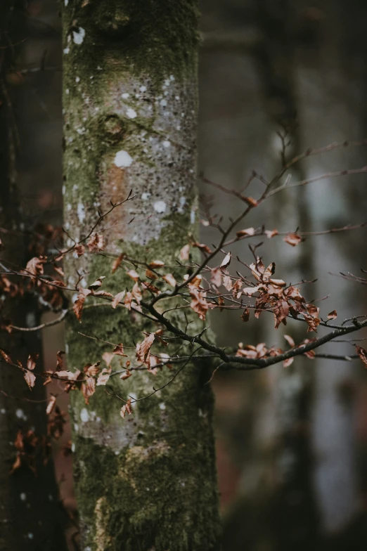 a mossy tree in the woods with an orange bird on it's stump