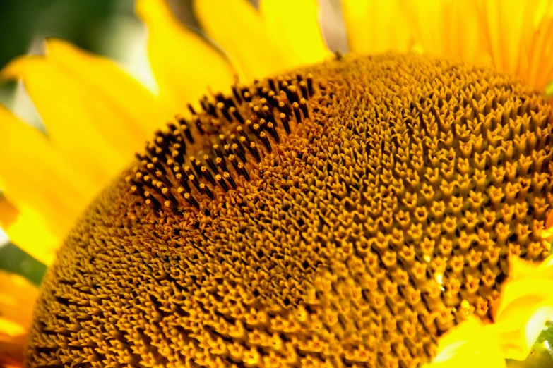 a very large yellow sunflower close up with very little leaves