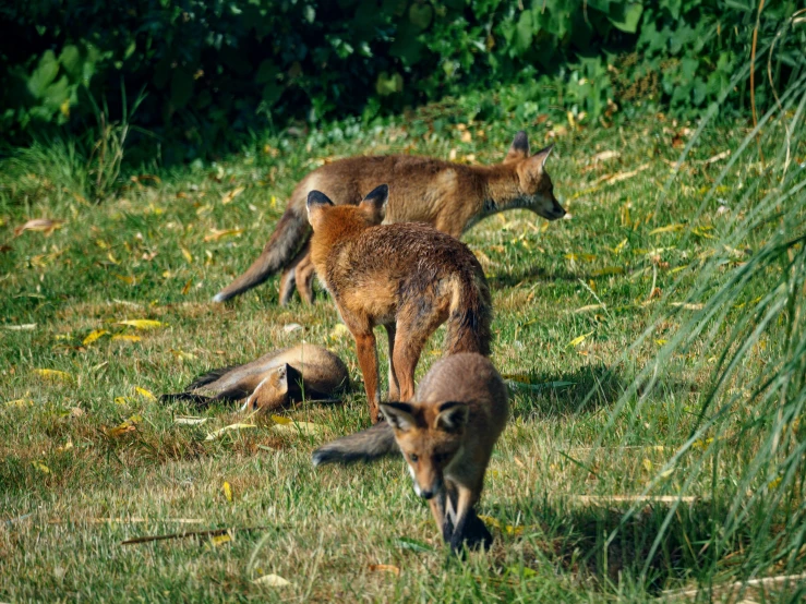 some brown foxes walking and sitting in the grass