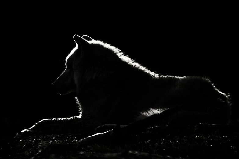 a wolf is seen laying on grass in the dark