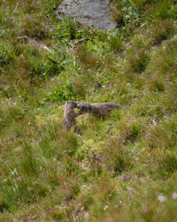 a large animal standing on top of a lush green hillside