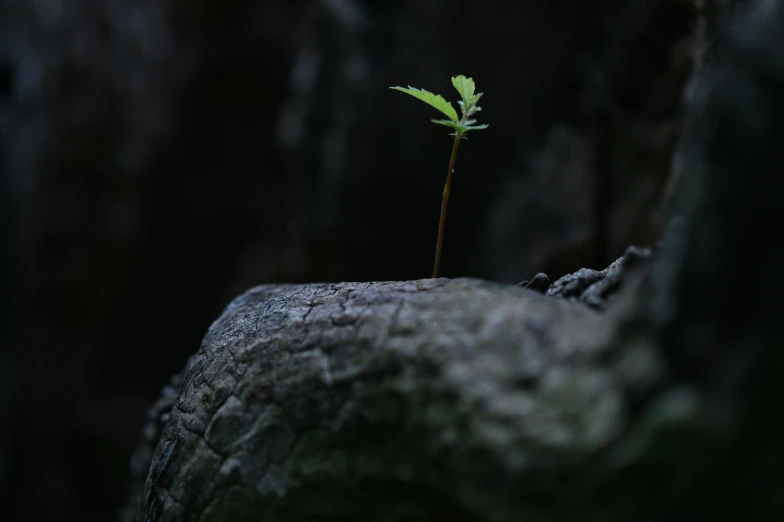 a green plant sits on a rock that looks like it is growing out of the bark