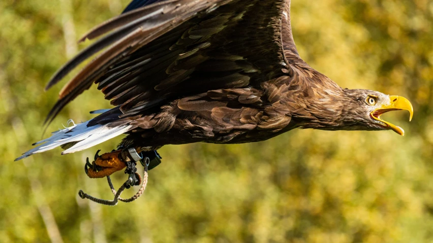 an eagle flying through the air with it's talon in its mouth