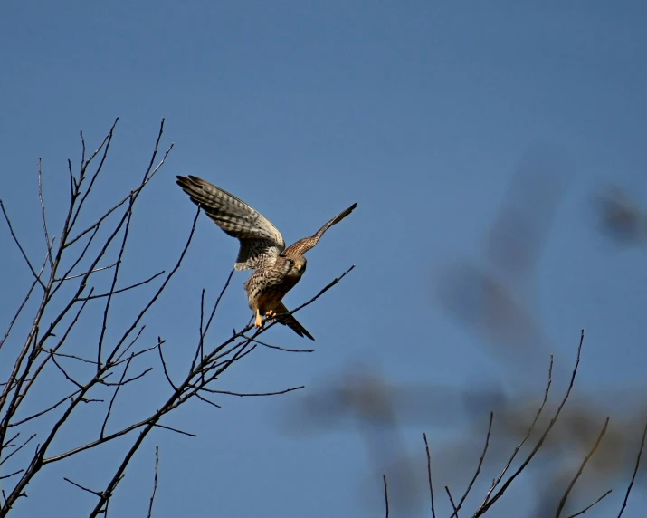 a bird is flying in the clear blue sky