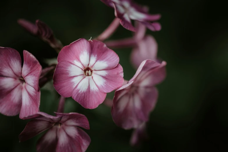 a group of purple flowers with white petals