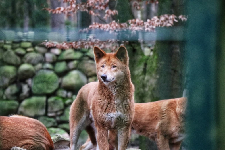 two brown dogs standing next to each other on rocks