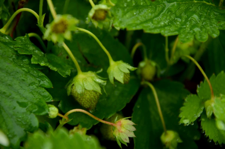 a close up of some green plants with drops of dew