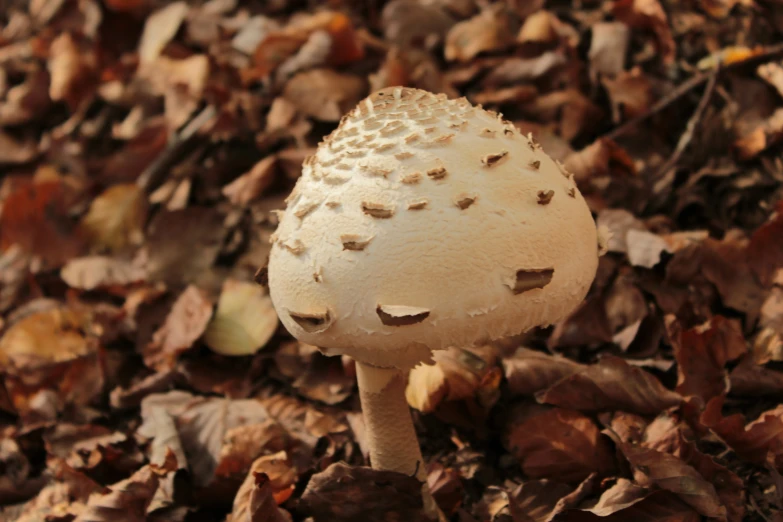 a small mushroom with the rind exposed to it