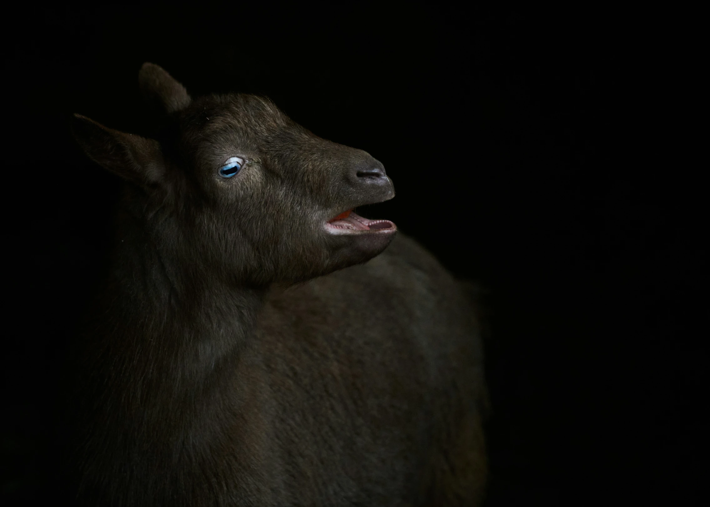 a black goat with blue eyes standing in the dark