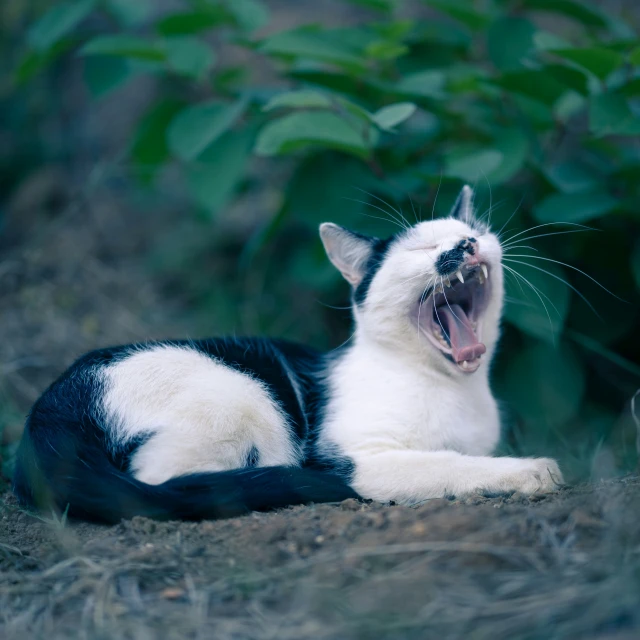 a white and black cat yawning with its mouth open